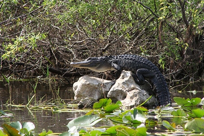 EVERGLADES NATIONAL PARK