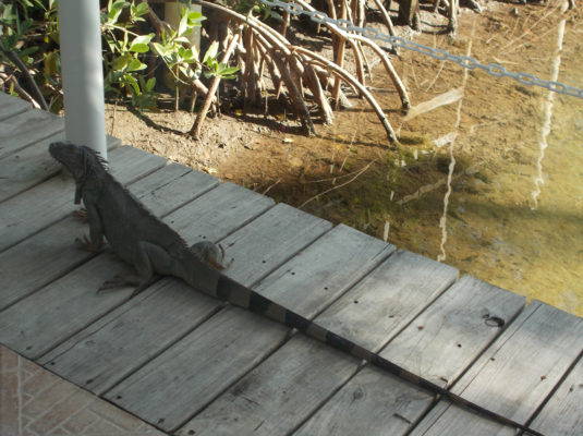 iguana