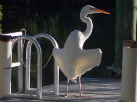 white-heron